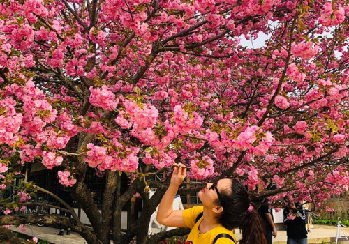 Hình ảnh thực tế Đoàn Hàn Quốc ngắm hoa anh đào khởi hành 26-4-2019
